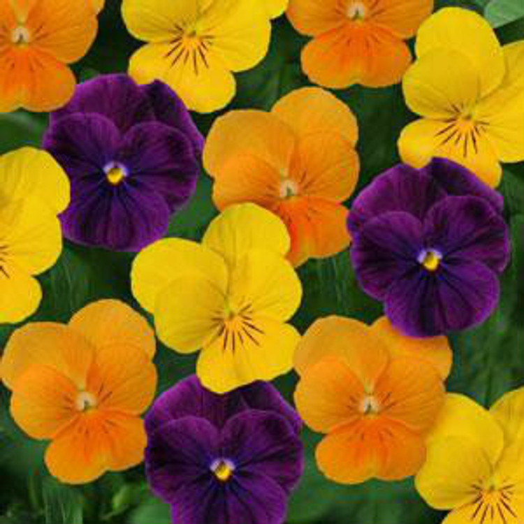 Ferry-Morse Plantlings Viola Sorbet Harvest Mix Live Baby Flower