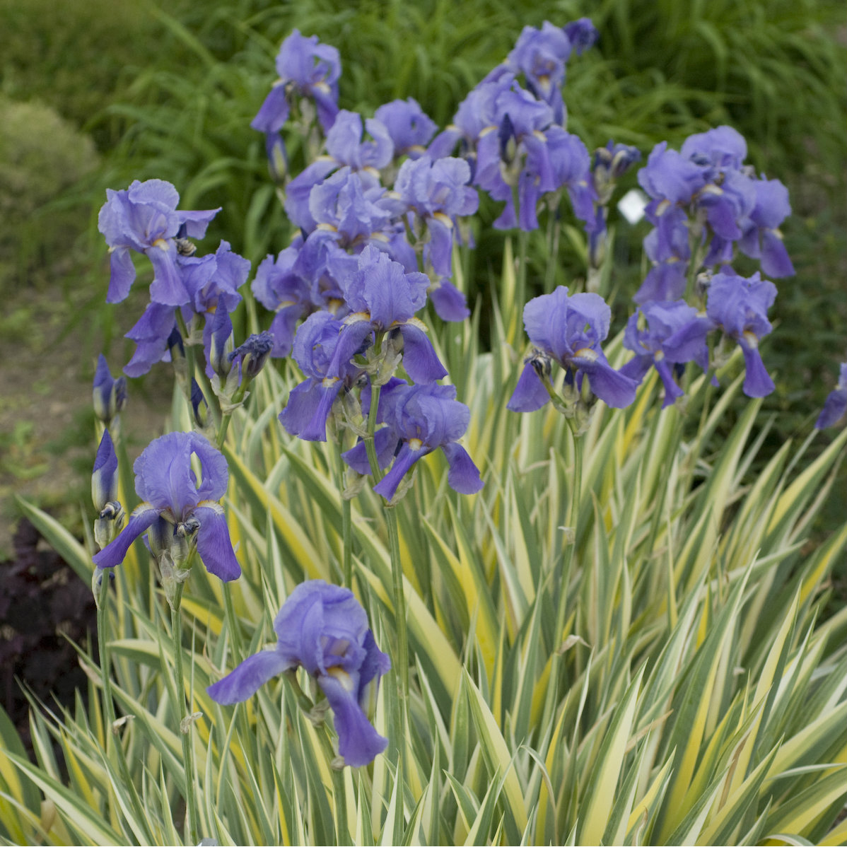 Iris du Japon : Iris Japonica variegata blanc, jaune & bleu - Tijardin