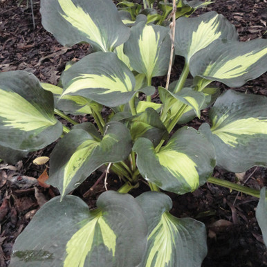 Hosta Thunderbolt - Johnson Nursery Corporation