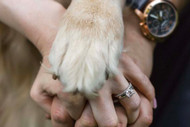 Paws & Promises: Celebrating Love with Furry Friends in Your Wedding
