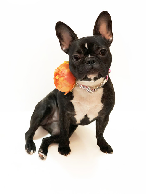 Orange Dog Collar Flower