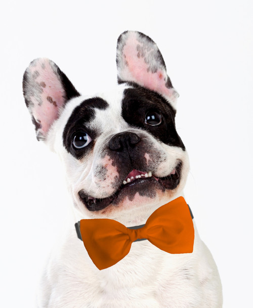 dog bow ties near me