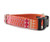 Ishya in Orange Dog Collar