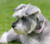 Rose Bling Dog Collar