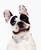 Dog Bow Tie Accessory in White