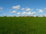 The Wool Boycott- What Are Your Options?
