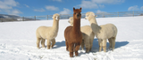 Is Alpaca Hypoallergenic? Why Socks Are Blended and Knits Can Be 100% Alpaca