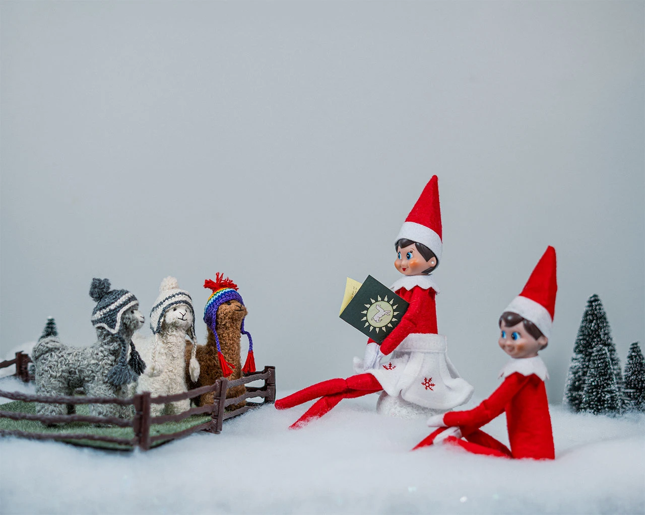5" Felted Alpacas with Elf on the Shelf, story time.