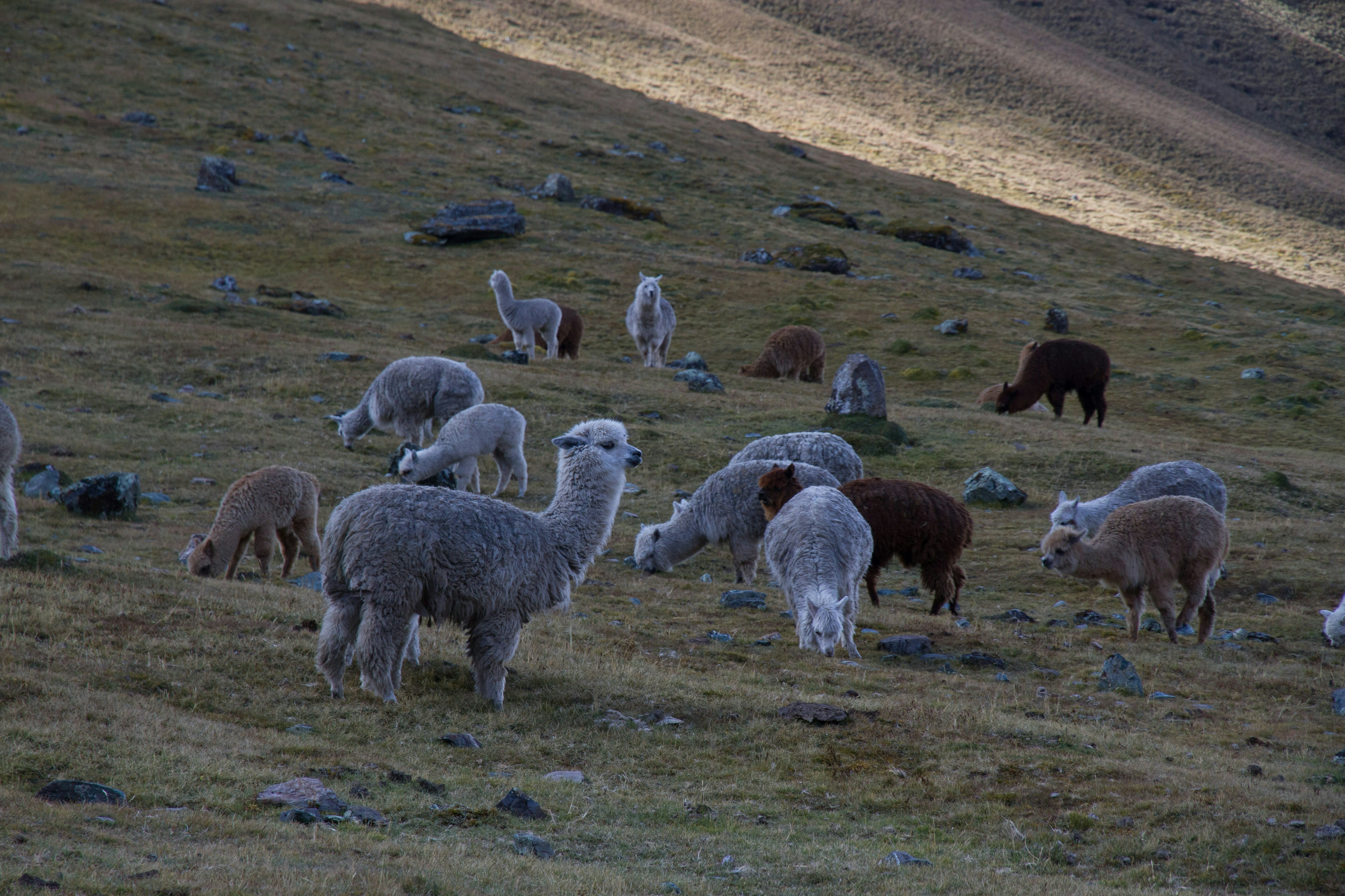 Alpaca's in Peru