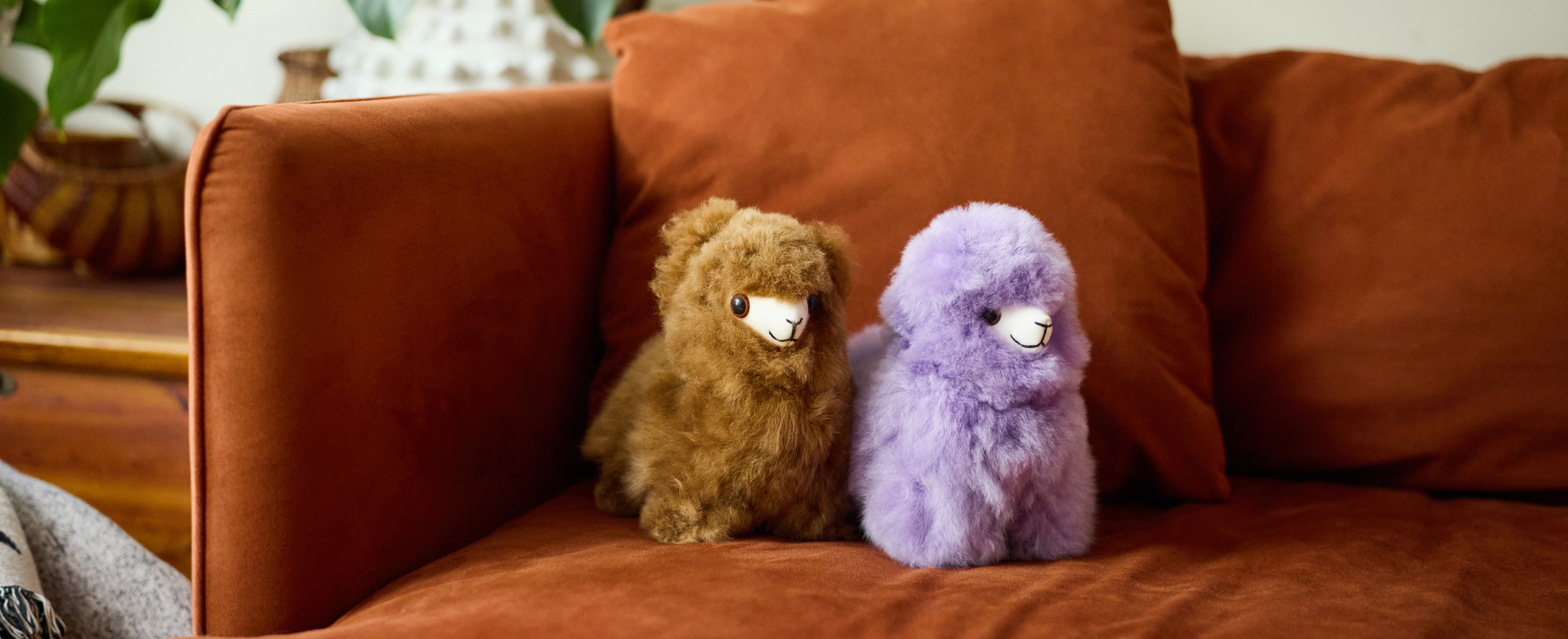 Playful Alpaca Friends