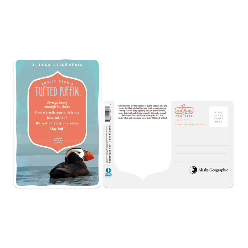 Postcard Advice From a Tufted Puffin
