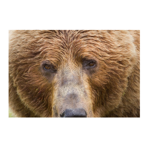 Postcard Kodiak Brown Bear Face