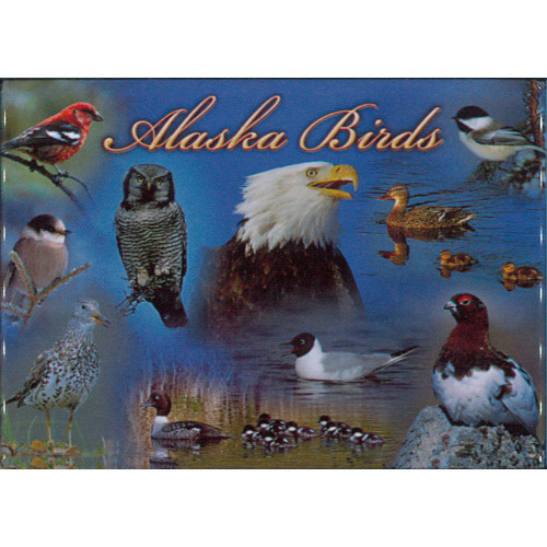 Magnet - Alaska Wild Images - Alaska Birds