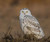 Plush - Snowy Owl 8"