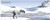 Nanuqsaurus Items - Denali