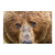 Postcard Kodiak Brown Bear Face