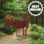 Postcard Mail a Moose