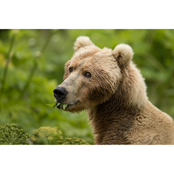 Postcard Kodiak Brown Bear Chewing