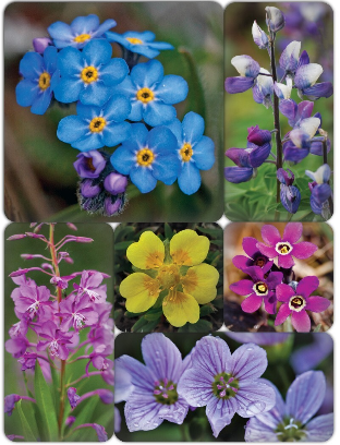 Magnet Set Alaskan Wildflowers