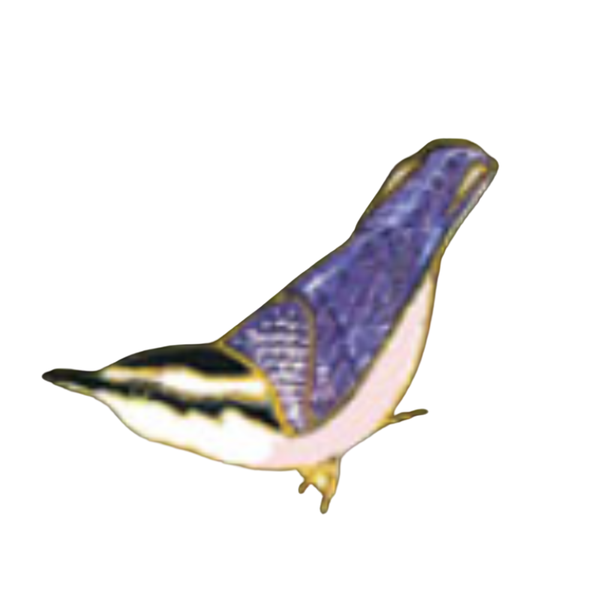 Pin Nuthatch Wm Spear