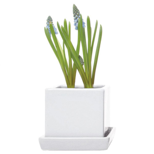 Small Cube and Saucer Planter in White