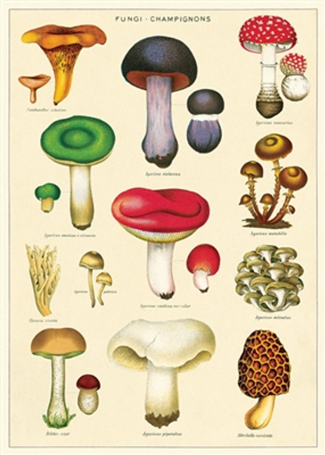 Mushrooms Wrap Sheet 20" x 28"