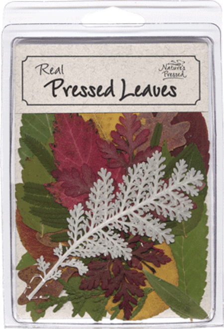 Real Pressed Leaves Real Pressed Leaves