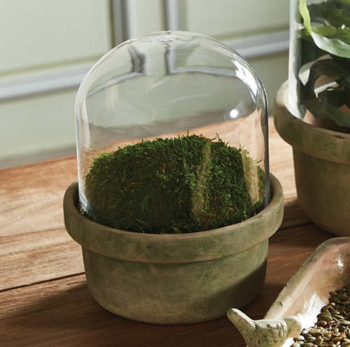 Weathered Garden Terrarium Pot and Cloche SMALL