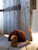 Door Stop Hedgehog