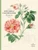 John Derian Coloring Book