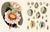 John Derian Sticker Book II ( John Derian Paper Goods )