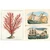 John Derian Sticker Book II ( John Derian Paper Goods )