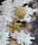 Seastar Starfish Brass Knob (single)