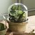 Weathered Garden Terrarium Pot and Cloche LARGE