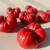 Heirloom Tomato Candle (Assorted Sizes and Colors)
