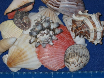 Shell Mix Phillippine - Home Fabrics Ltd.