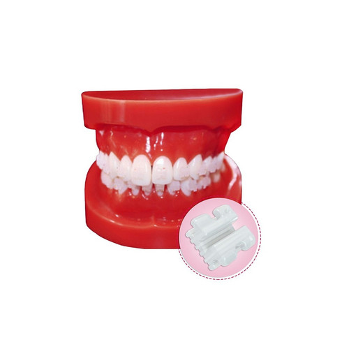 Tipodonto Metálico Cerámica