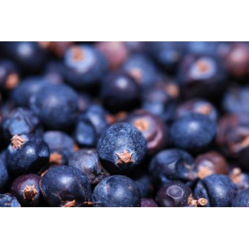 Huckleberry Eliquid | Wholesale | Vape Junkie Ejuice - Huckleberry is related to the blueberry, yet with its own wonderful flavor.