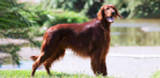 Mantén a tu perro limpio sin bañarlo. ¡Descubre los mejores productos de higiene canina!