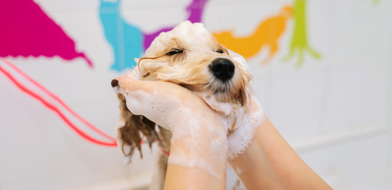 Shampoo para perros: ¿Cómo cuidar la piel sensible de tu mejor amigo?
