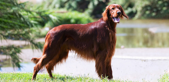 Mantén a tu perro limpio sin bañarlo. ¡Descubre los mejores productos de higiene canina!