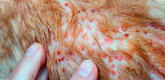 Cómo prevenir y tratar las ronchas en la piel de los perros: Consejos y productos recomendados