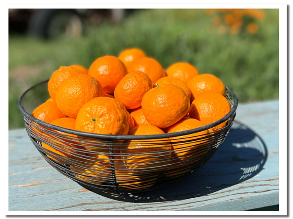 A basket of Pixies out in the field.