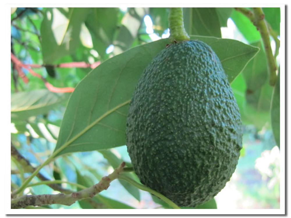 A mature Hass fruit on the tree. Once we pick it, the avocado starts the 10 day ripening process.