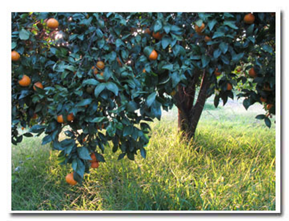 Ojai Pixie Tangerines on the tree - Churchill Orchard