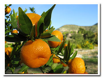 Seedless Kishu Mandarins 9.3 lb box web store