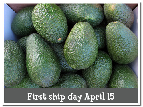 Here's a closeup of our Hass avocados- picked fresh when we ship to you. That's why they're green.