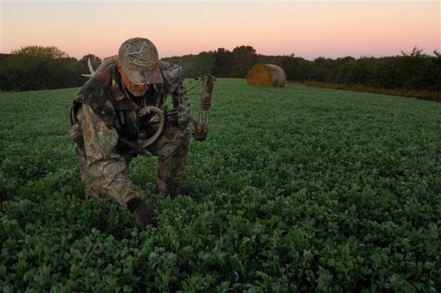 Summer Food Plots for Deer When & What To Plant Frigid Forage