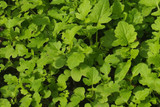 Should You Plant Green Manure Cover Crops?