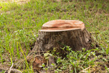  How to Remove Stumps in Poor Man’s Plots